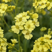 Alyssum (Aurinia) saxatile 'Sulphureum'